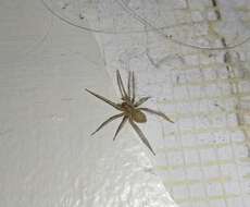 Image of Barn Funnel Weaver