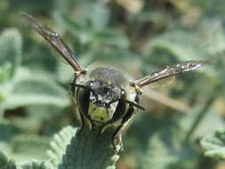 Image of Anthidium maculosum Cresson 1878