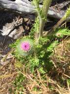 Sivun Cirsium brevistylum Cronq. kuva