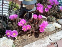 Image of Lady-finger Cactus