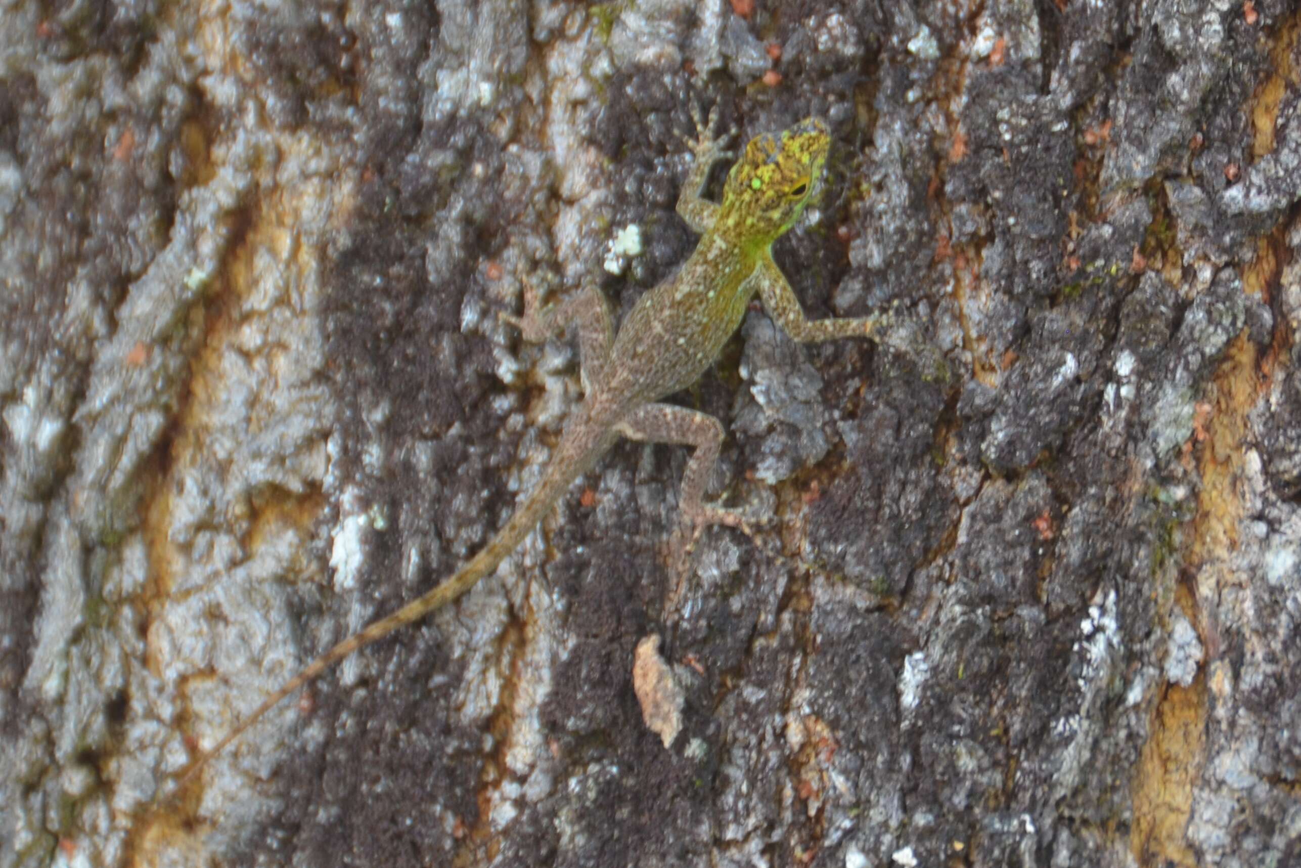 Image de Anolis distichus Cope 1861