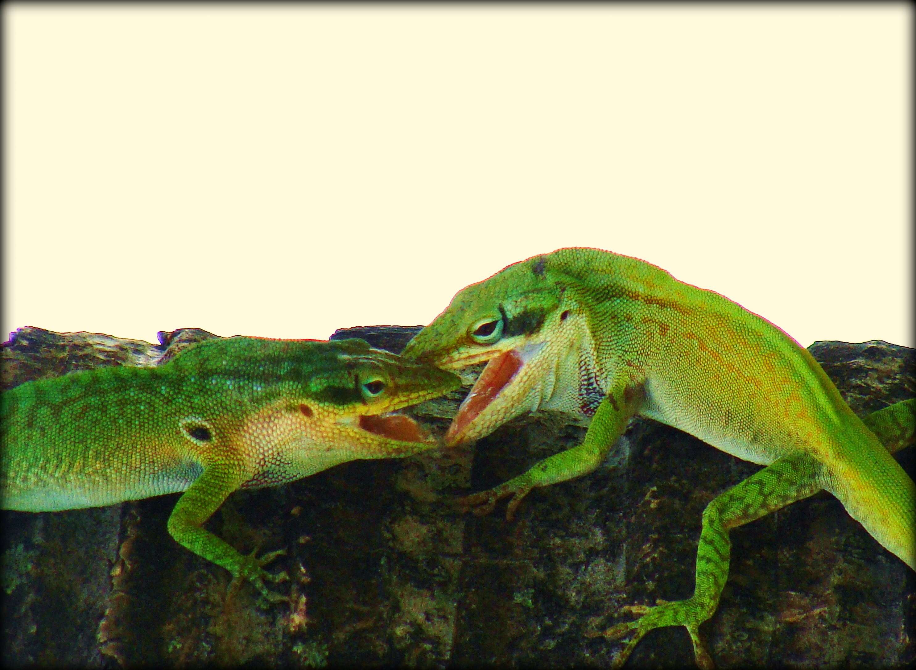 Image of Cuban green anole