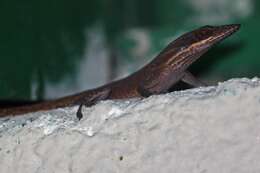 Image of Cuban green anole