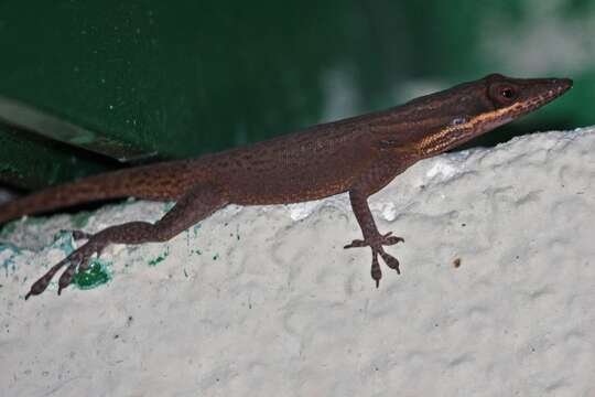 Image of Cuban green anole