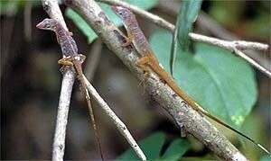 Image of Anguilla Bank Bush Anole