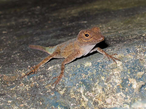 Image de Anolis distichus Cope 1861