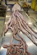 Image of giant squids