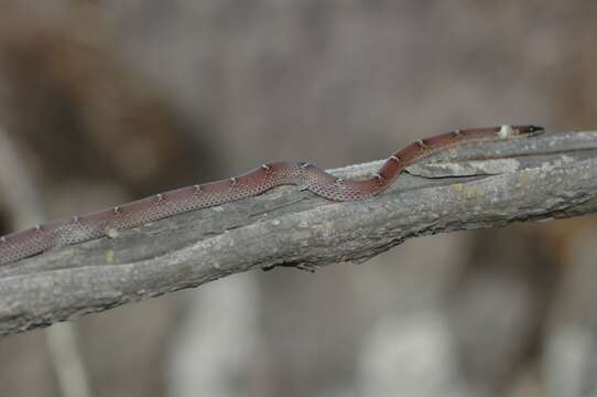 Image of Common Wolf Snake