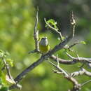 Image of Coereba flaveola bahamensis (Reichenbach 1853)