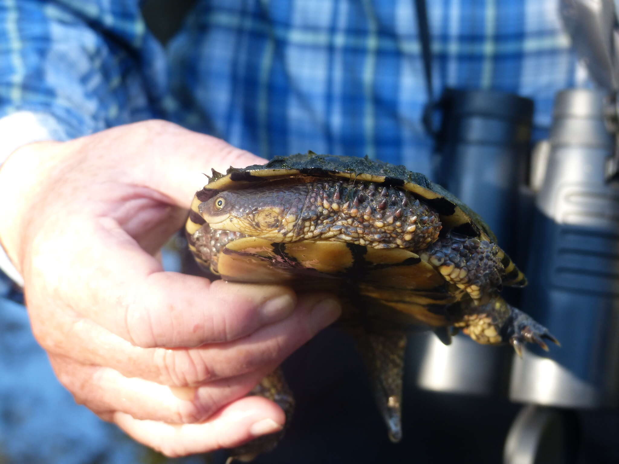 Imagem de Acanthochelys pallidipectoris (Freiberg 1945)