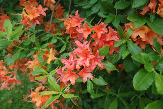 Image of flame azalea