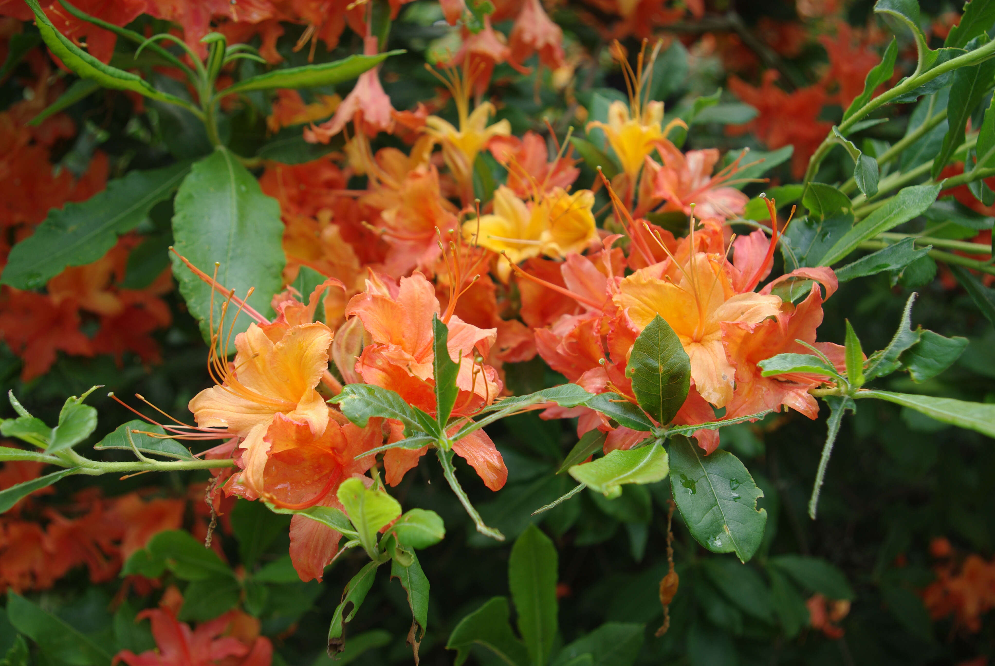 Image of flame azalea