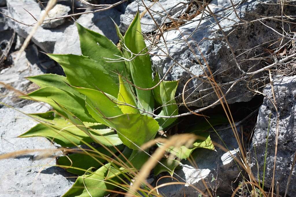 Image of Agave hiemiflora Gentry