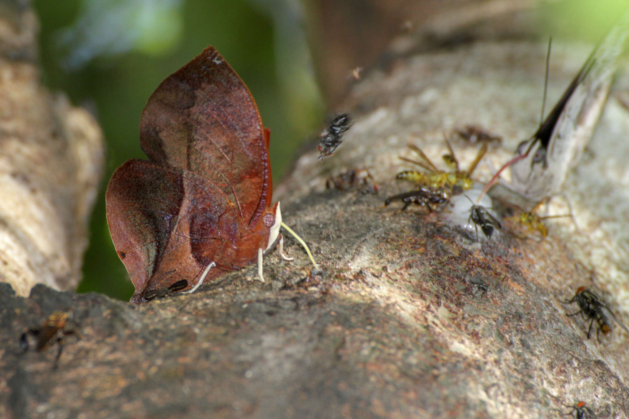 Image of Siderone galanthis