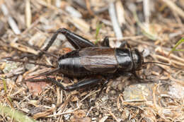 Image of Gryllus (Gryllus) saxatilis Weissman & Gray 2019