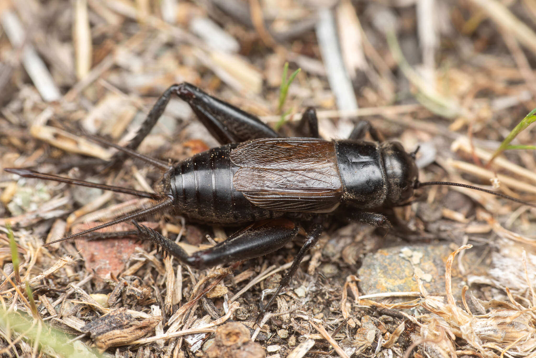 Image of Gryllus (Gryllus) saxatilis Weissman & Gray 2019