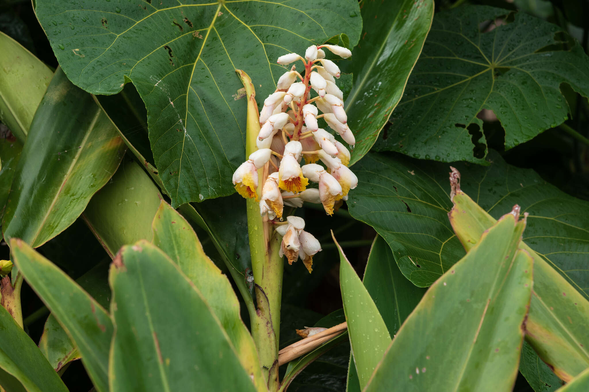 Image of Alpinia koshunensis Hayata