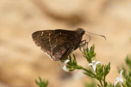 Image of Thorybes pylades albosuffusa H. Freeman 1943