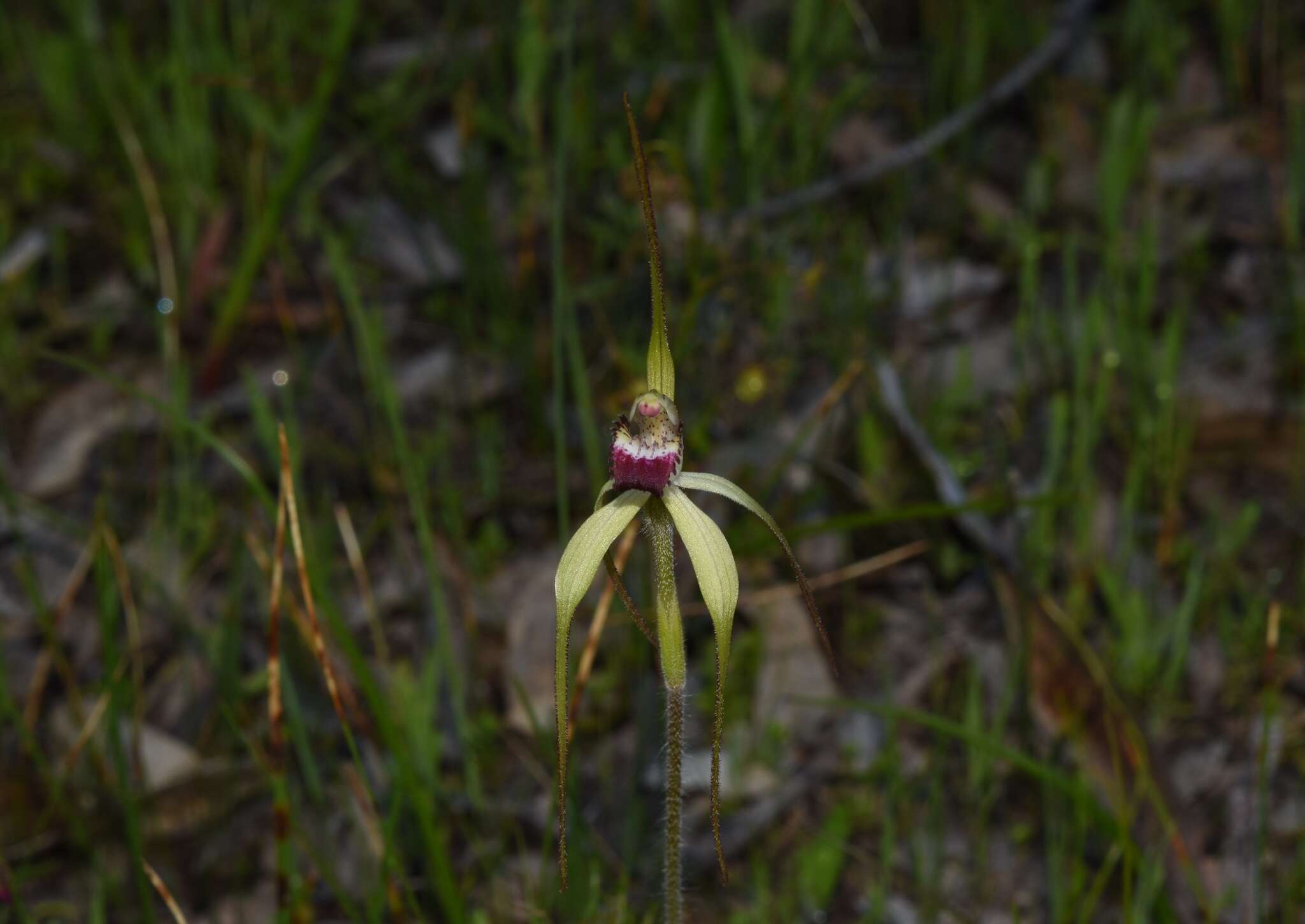 Image of Caladenia uliginosa subsp. uliginosa