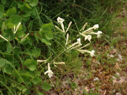 Image of Silene italica subsp. italica