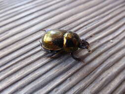 Image of Phelotrupes (Eogeotrupes) laevistriatus (Motschulsky 1857)