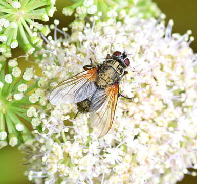 Image of Phaonia angelicae (Scopoli 1763)