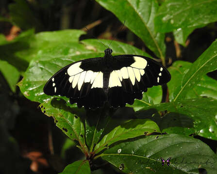 Image of Papilio euchenor Guérin-Méneville 1829