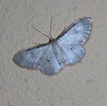 Image of Idaea politaria Hübner 1799