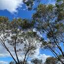 Imagem de Eucalyptus apothalassica L. A. S. Johnson & K. D. Hill