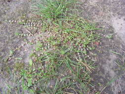 Image of Coral-necklace