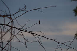 Image of Black-chinned Hummingbird