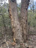 صورة Corymbia eximia (Schauer) K. D. Hill & L. A. S. Johnson