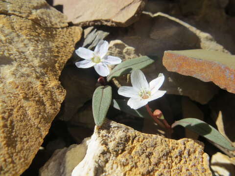 Claytonia panamintensis Stoughton resmi