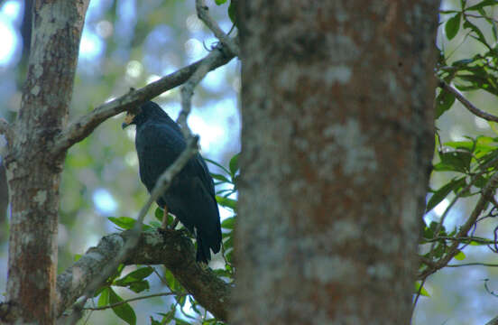 Image of Common Black Hawk