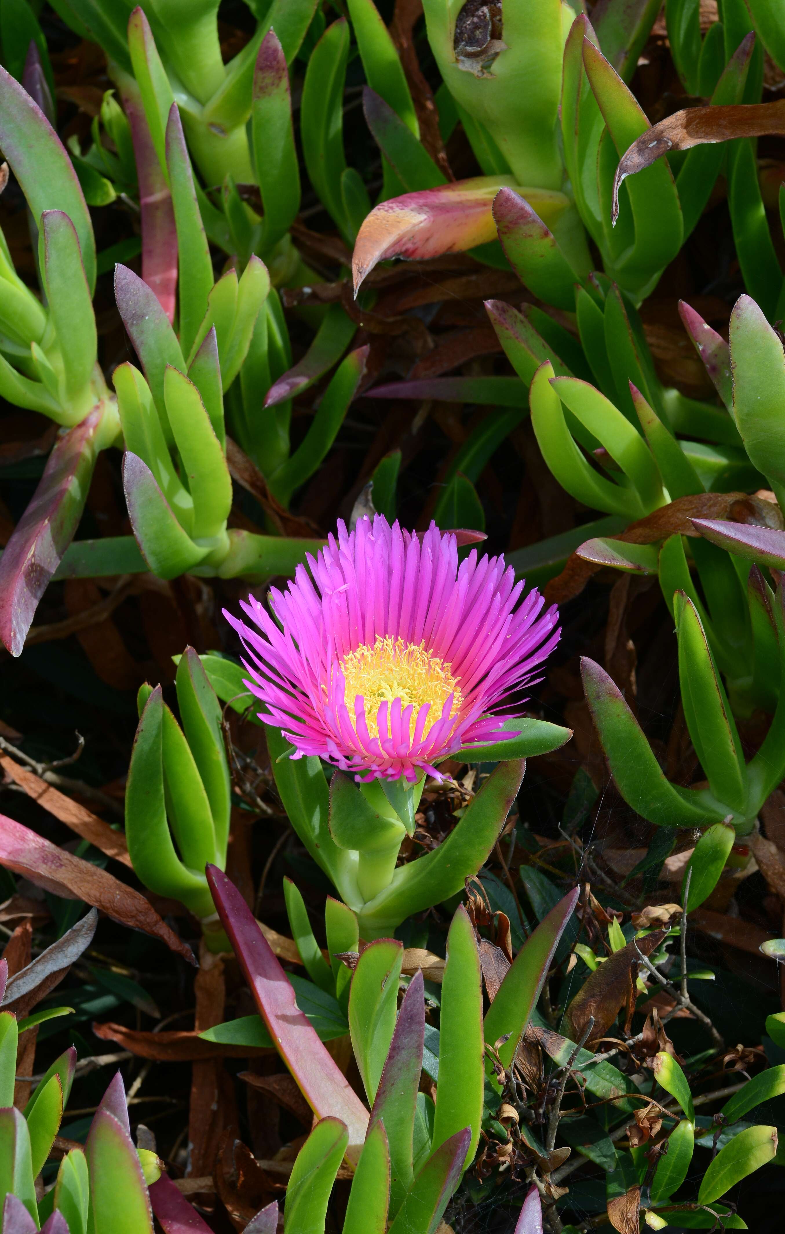 Image of Ice Plants