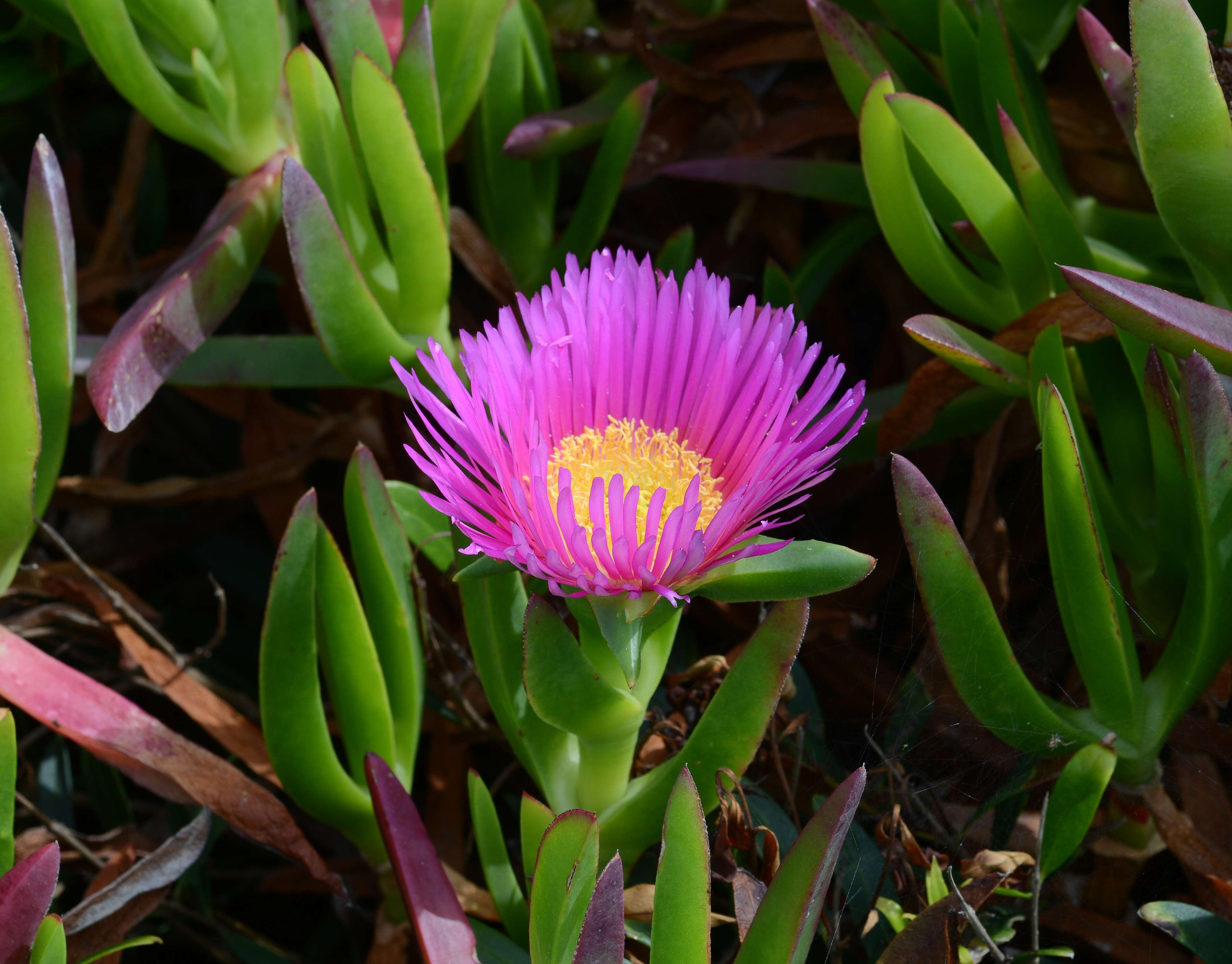 Image of Ice Plants