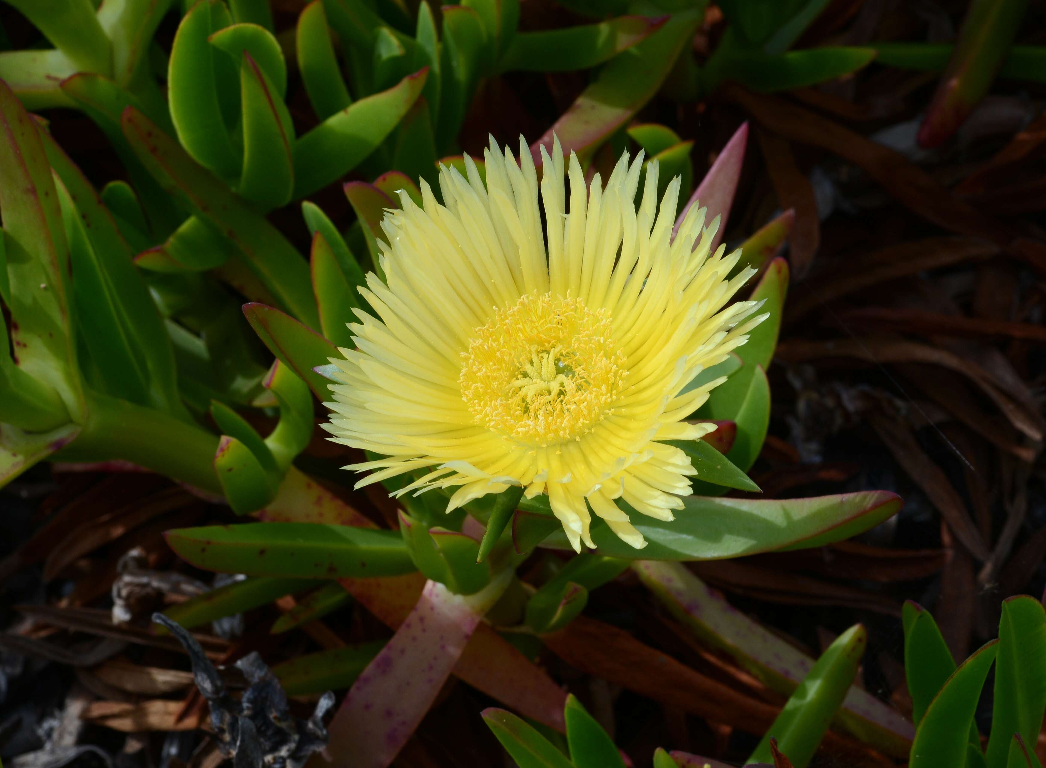 Imagem de Carpobrotus edulis (L.) N. E. Br.