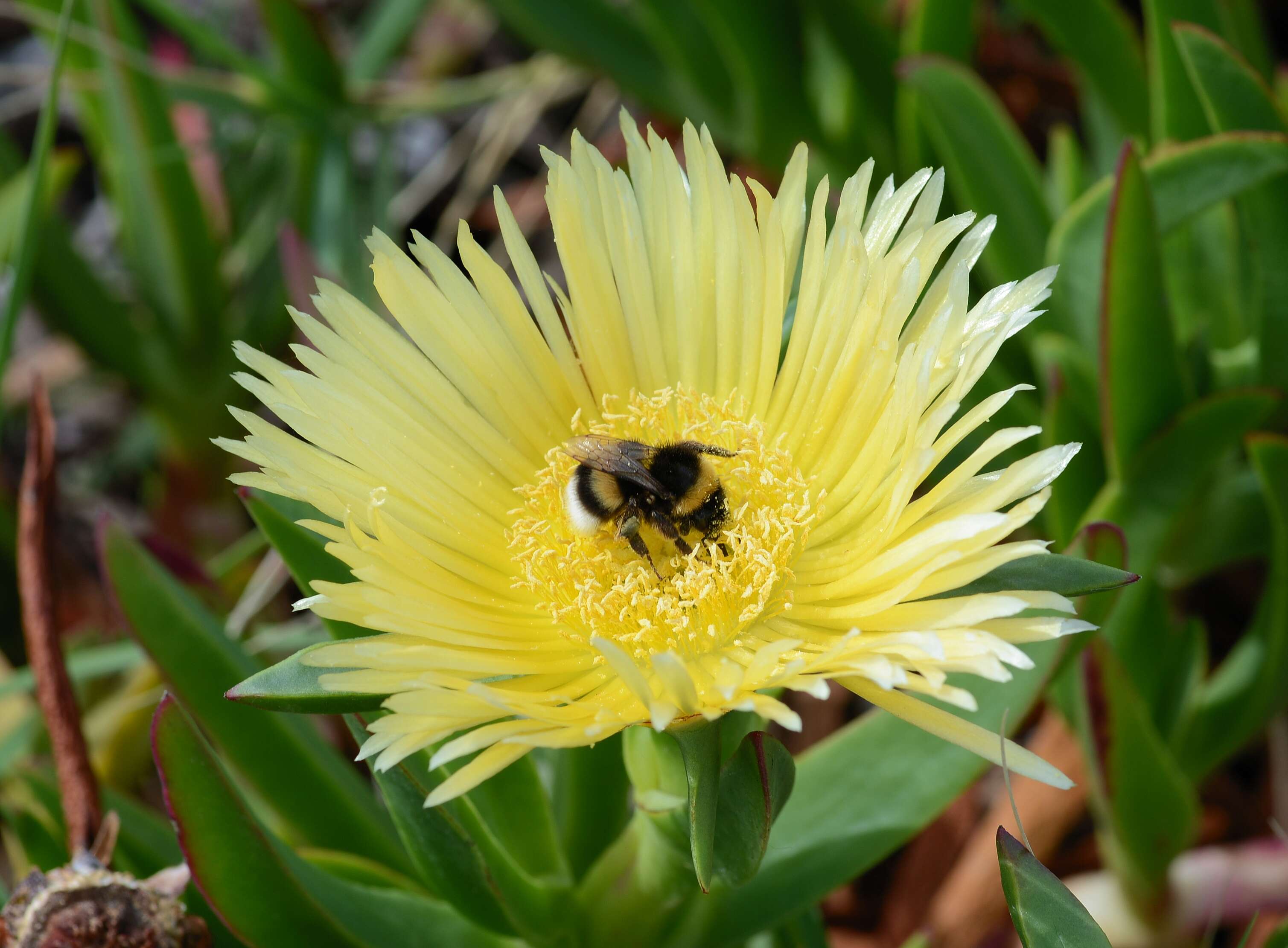 Image of hottentot fig