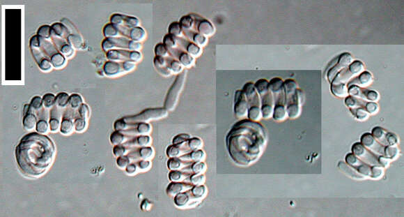 Image of Helicodendron hyalinum Linder 1929