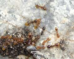 Image of European thief ant