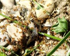 Image of European thief ant