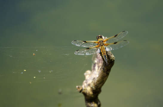 Image of Four-spotted Chaser