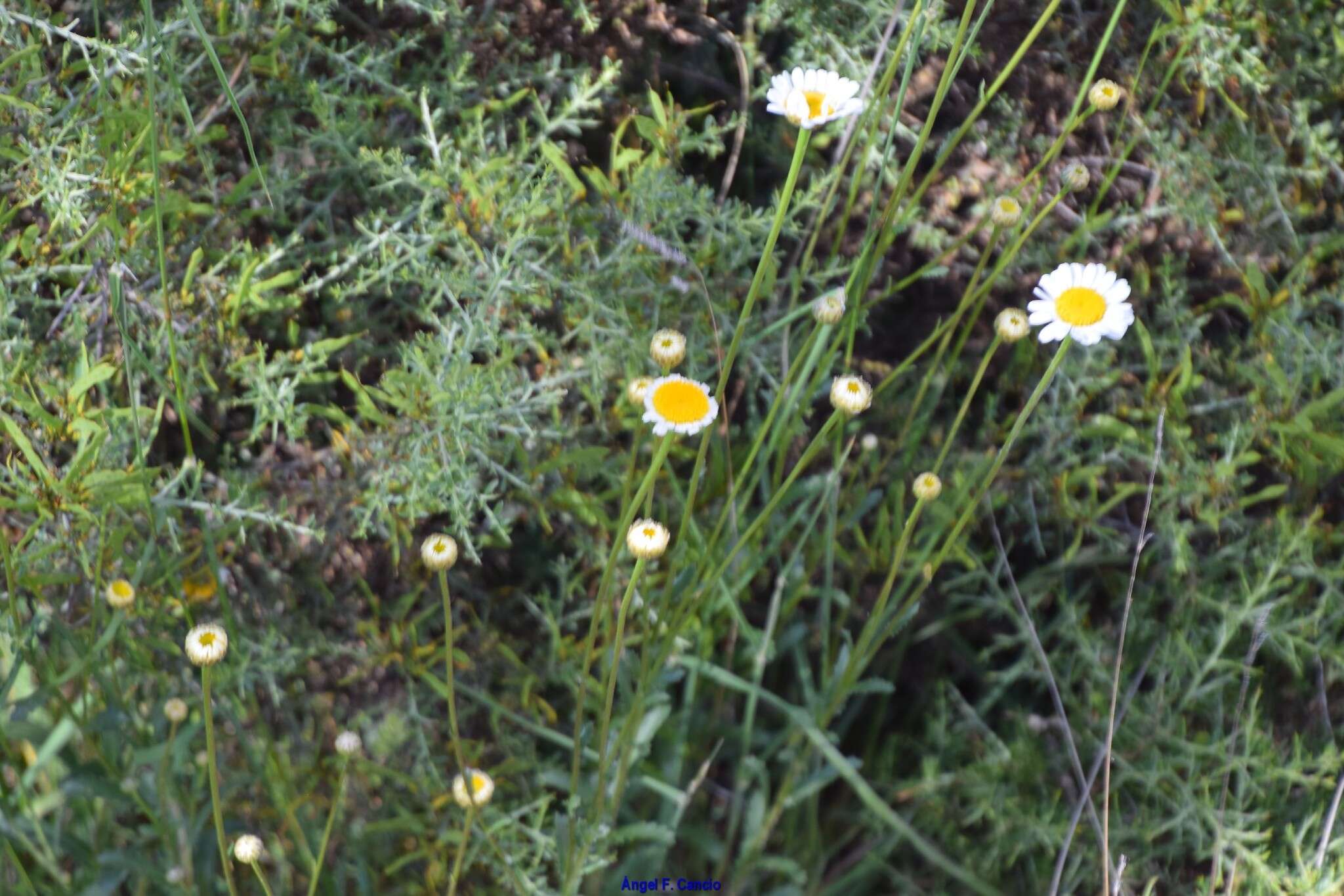 Слика од Leucanthemum pallens (J. Gay ex Perreym.) DC.