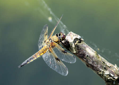 Image of Four-spotted Chaser