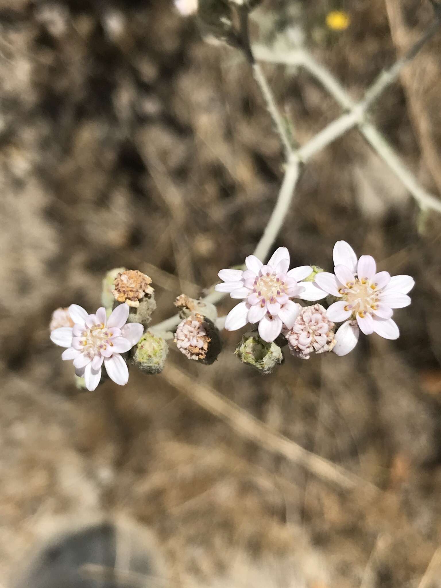 Image of Leucheria rosea Poepp. ex Less.