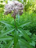 Image of Spotted Trumpetweed