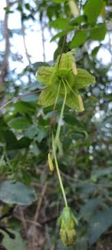 Image of Cobaea lutea D. Don