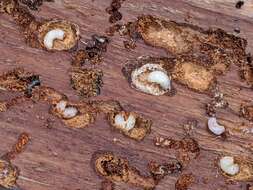 Image of Spruce Beetle