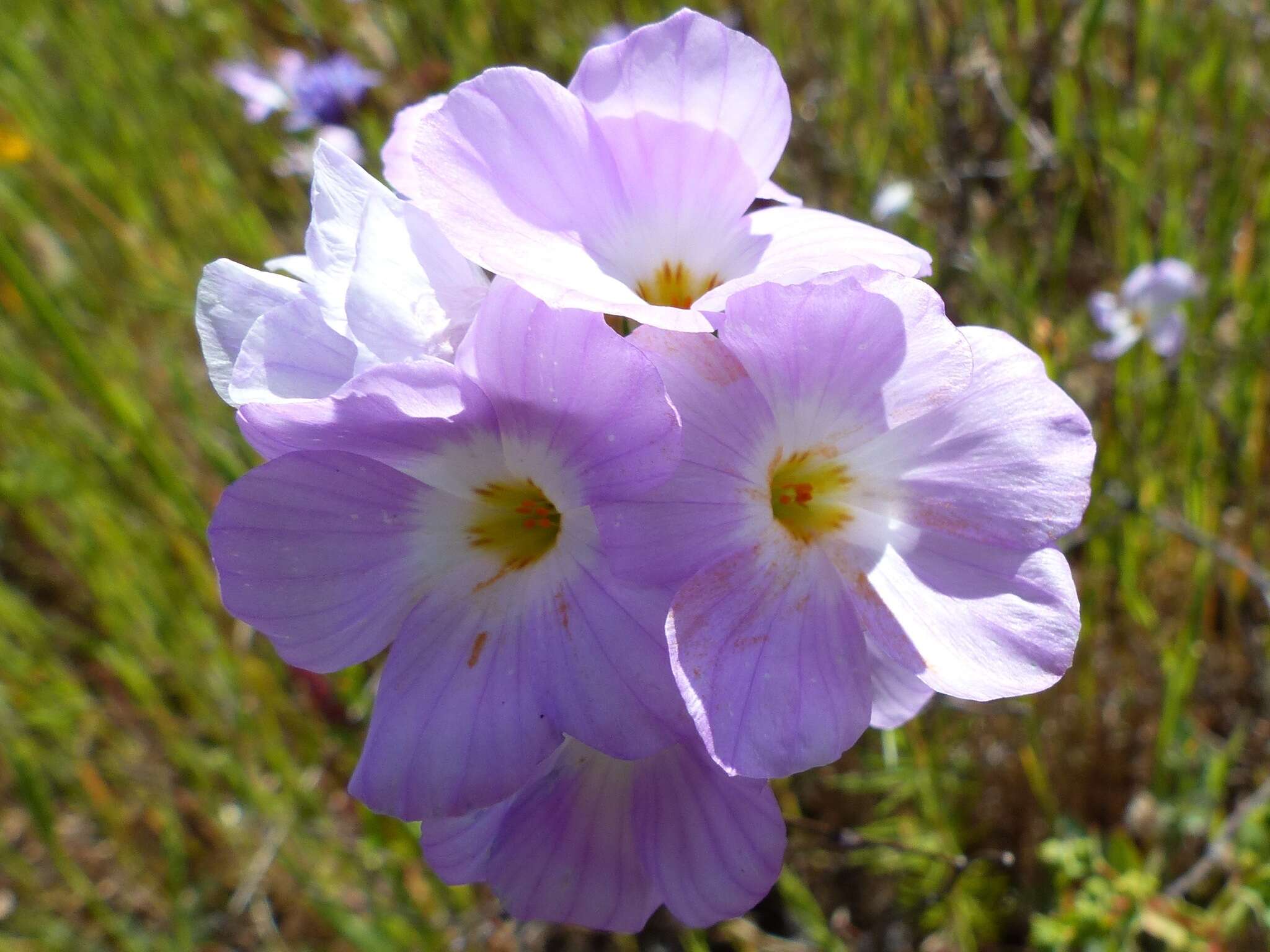 Image of largeflower linanthus