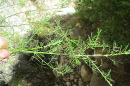 Image of Psoralea suaveolens